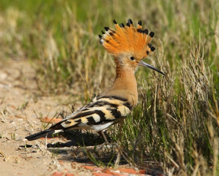 Oiseau : huppe fasciée