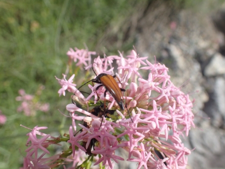 Coléoptère sur une fleur