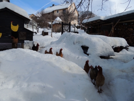 Les poules dans la neige de Mont-Dauphin