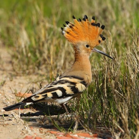 Oiseau : huppe fasciée