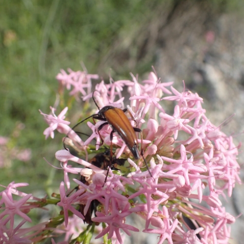 Coléoptère sur une fleur