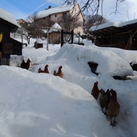 Les poules dans la neige de Mont-Dauphin